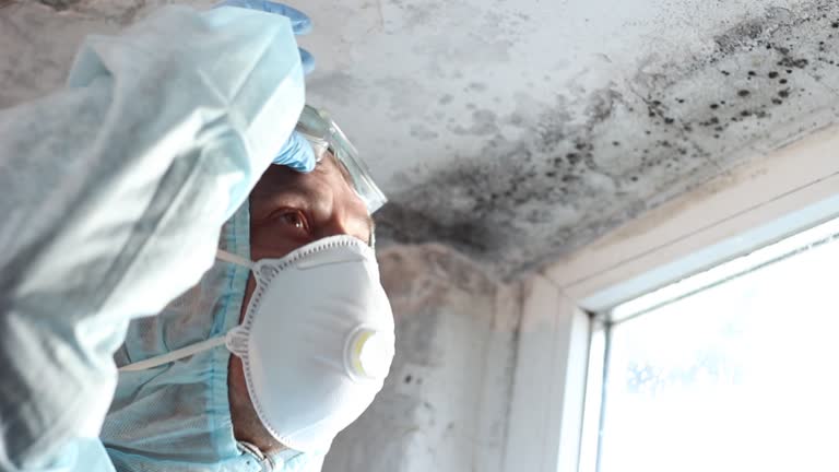 Trusted Reamstown, PA Mold Removal Experts